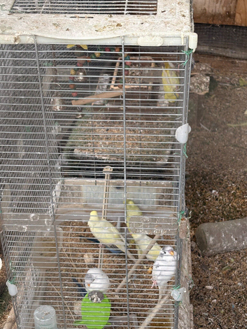 8 standered budgies