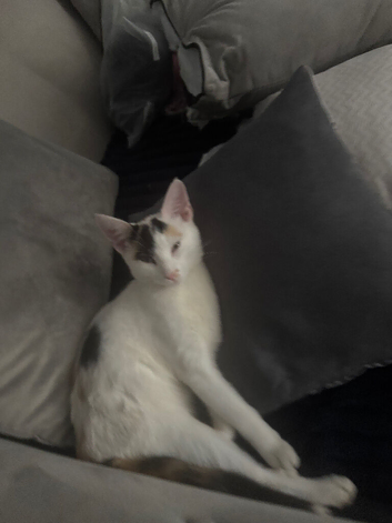 Kittens due