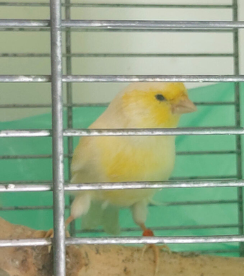 Canary yellow dimorphic