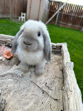 Mini lops rabbits for sale