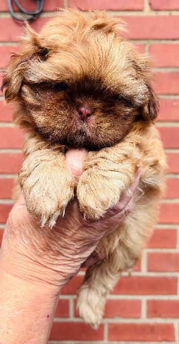 Stunning liver small Shih Tzu boy puppy
