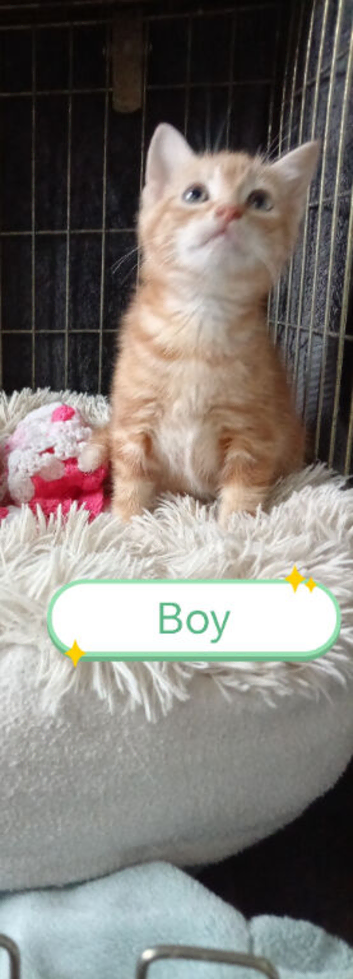 Ginger and other gorgeous kittens ready now