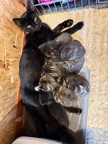 Kittens for Sale