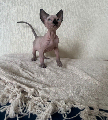 Canadian Sphynx kittens