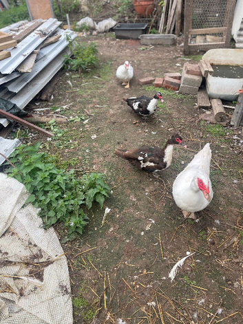 Muscovey Ducks For Sale