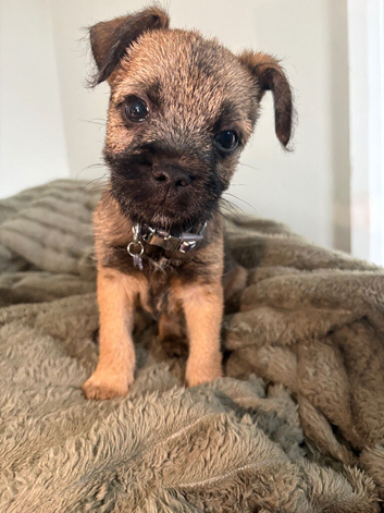 Gorgeous border terrier puppies