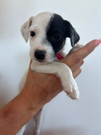 Girl parson terrier