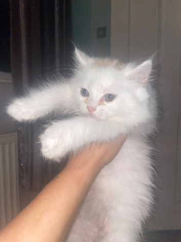 Baby Kitten Angoras