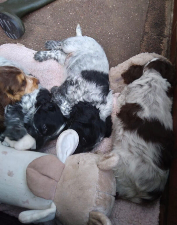 Kc cocker spaniel female puppy