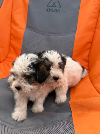 2 beautiful girls available