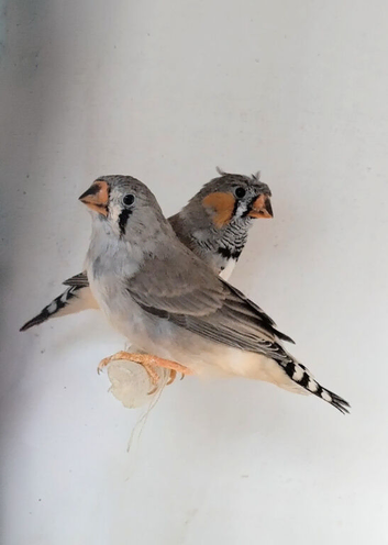 Young Crested Zebra finches, carrying black and orange breast