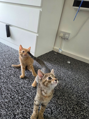 2 lovely kittens ready to go
