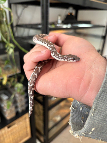 Kenyan Sand Boa (Anery)