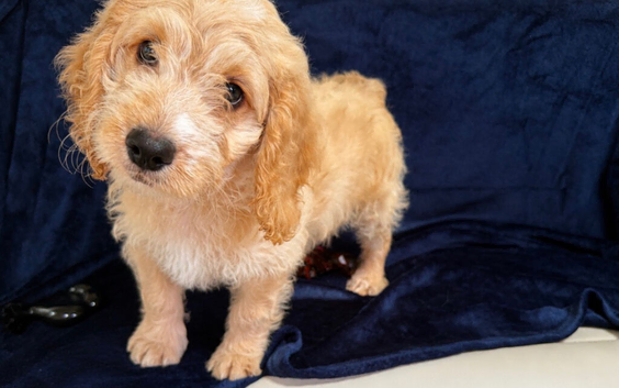 One Stunning Apricot Cockapoo Boy.