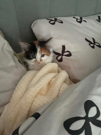 Beautiful fluffy kitten