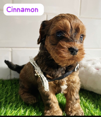 Toy cavapoo puppies health tested parents