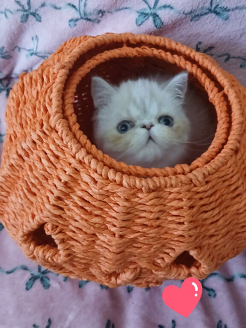 STUNNING PEDIGREE PERSIAN EXOTICS
