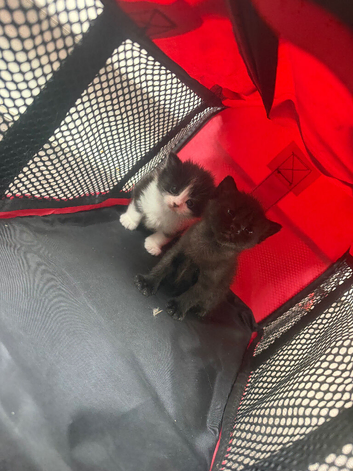 4 kittens