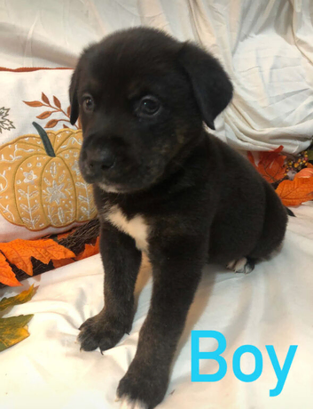 Rottweiler x