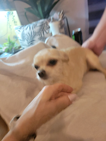 8 week old