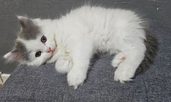Perdoll Kittens (only white one remaining)