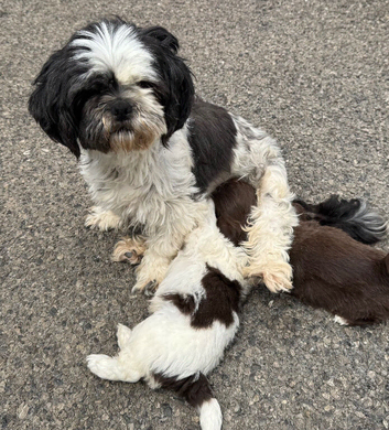 Shih Tzu