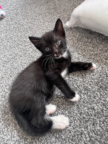 Ready 10th August Kittens