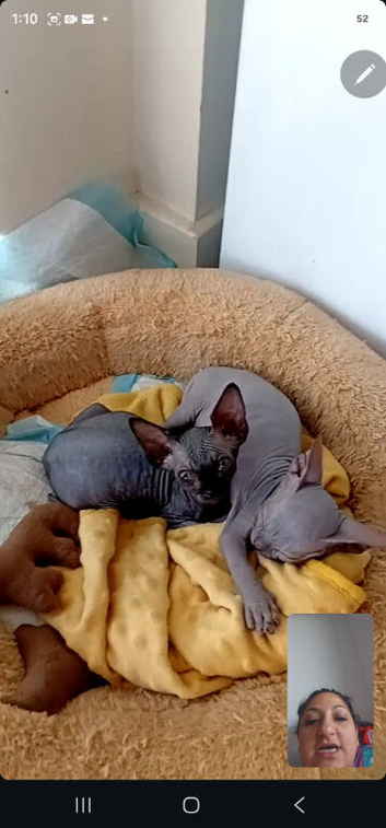 Female 12 weeks baby