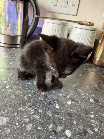 1 beautiful black kitten