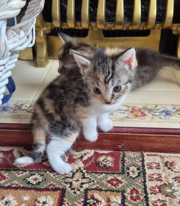 5 lovely kittens for sale