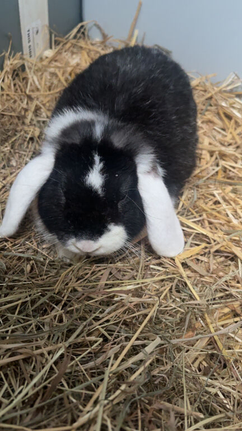 2 year old mini lop male