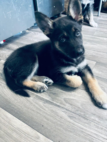 Puppies ready to leave