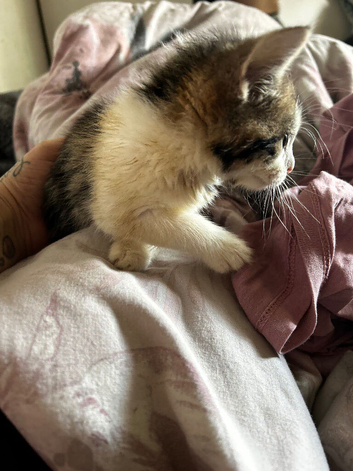 Mixed with Maine coon/short hair