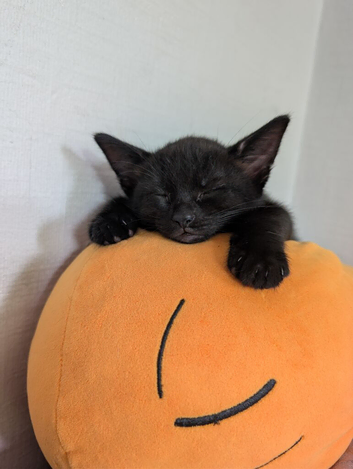 2 black kittens 1 male 1 female
