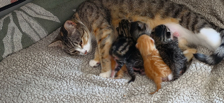 Kittens ready to go - now rehomed and subject to collection