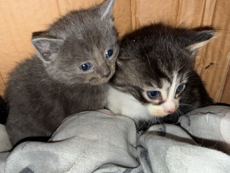 Calico x ragdoll