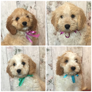 Adorable Fluff Ball Cockalierpoo pups