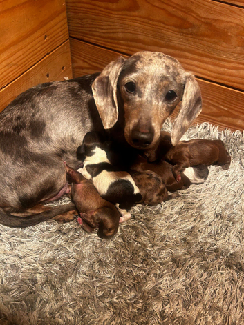 Miniature Dachshund