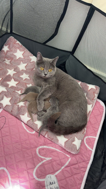1 Lilac Male British Shorthair Available
