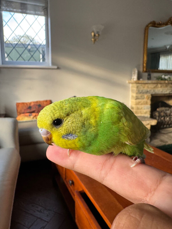 Adorable baby budgies just out the box!!