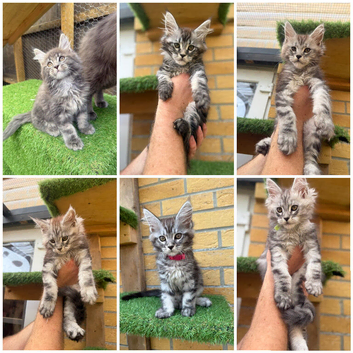 Blue smoke Maine Coon kittens from champion blood line