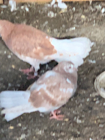 Fantails