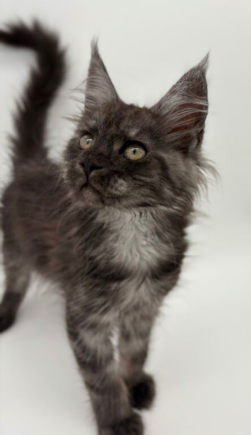 11 week old Maine coon kittens for sale