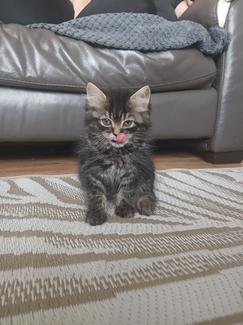 Female kitten
