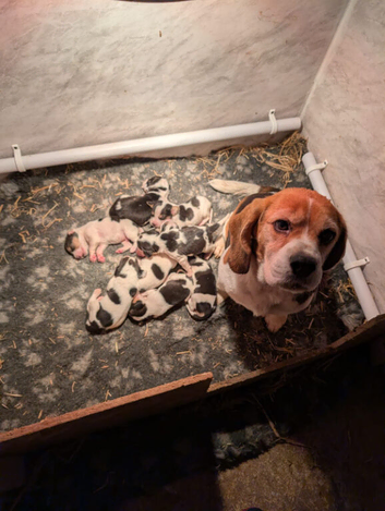READY NOW Gorgeous Beagle puppies