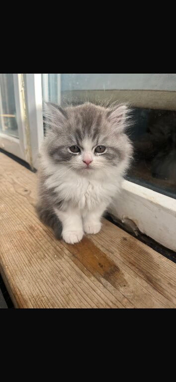 Beautiful Half Persian kittens.