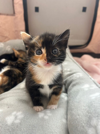 4 gorgeous kitten&rsquo;s