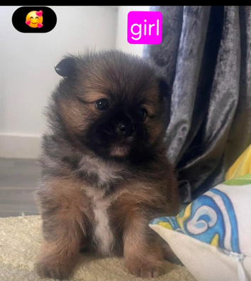 Pomeranian pupoies