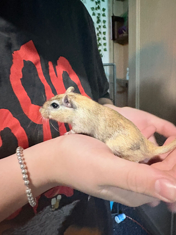 gerbil needing a home asap