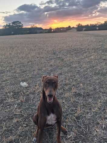 Betties looking for her forever home